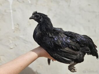 Ayam cemani - 18