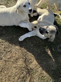 Predám šteniatka kangaly - 18