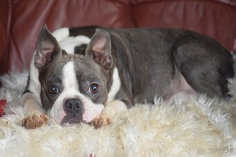 bostonský teriér s PP - modrý pejsek+ modrá holčička - 18