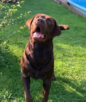 Šteniatka labrador a hnedá suka IHNEĎ - 18