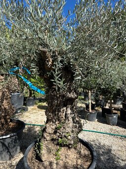 ‼️Akcia‼️ Olivovníky Bonsai - 18