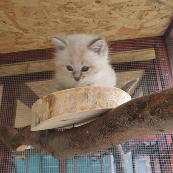 Ponukam maciatka ragdoll - 18