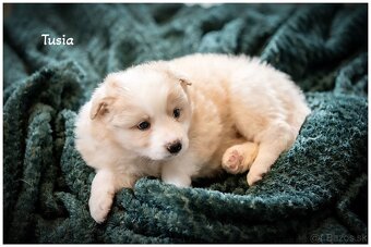 Border Collie Border Kolia s PP FCI barva ee red - 18
