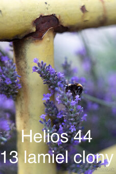 Helios 44 2/58 mm 13 lamiel clony - 18