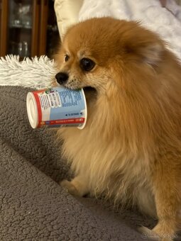 Ponúkam pomeriana na krytie - 18