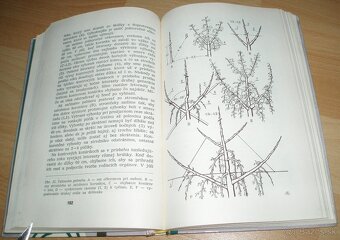 Rez a tvarovanie ovocných drevín - 18