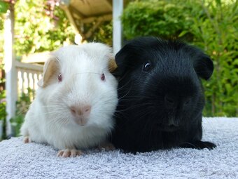 Morčiatka s rodokmeňom - 18