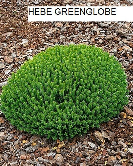 Predám ihličnany, trvalky za super ceny - 18