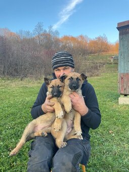 Belgický ovčiak - šteniatka - 18