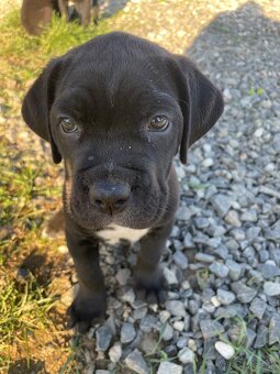 Cane corso - 18