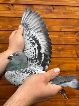 Poštové holuby - 18