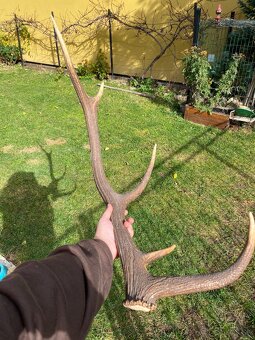 Jelenie zhody / parohy 74cm - 18