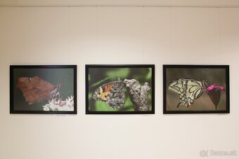 Fotografie motýľov, zarámované, 96 x66 (101 x 70) cm - 18