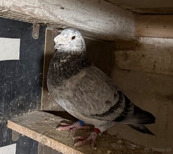 Holuby - 18