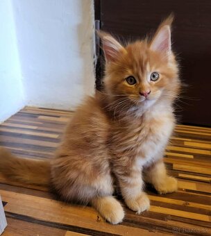 Mačiatka Maine Coon - 18