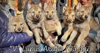 československý vlčiak s FCI rodokmeňom - 18