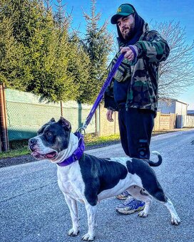 American bully xl/xxl s PP - 18