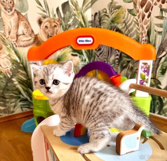 Skotska klapoucha macka, scottish straight s PP - 18