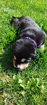 Labrador čierny šteniatko - labradorský retríver - 18