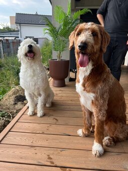 Goldendoodle šteniatka F2 - 18