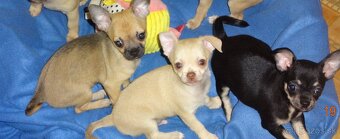 čivava krátkosrstá - 18