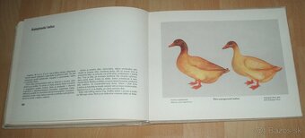 Atlas plemien hydiny - 18