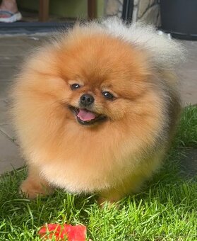 Pomeranian s pp FCI - 18