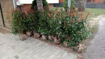 Vavrínovec, červienka, tuja smaragd - Trnava, Hlohovec - 18