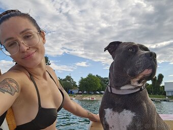 Krytie - Americky Stafordsirsky terier - 18