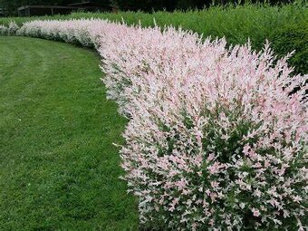 𝗧𝗢𝗣❗Japonska vrba,strom, ktory meni farbu,Salix Integra❗ - 18