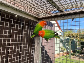 Agapornis fischeri - 18