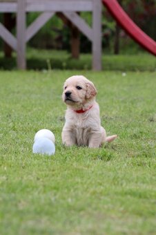 Zlatý retriever/ Golden retriever - 18