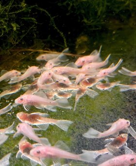 Guppy_čisté formy - 18