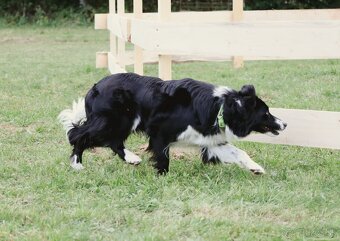 Border kólia s PP - 18