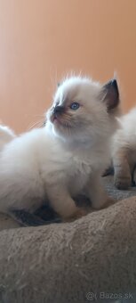 Ragdoll mačiatka, mačka - 18