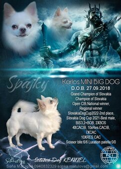Čivava dlhosrstá, chihuahua, Solubist Dog KENNEL 💙💙 2 boy - 18
