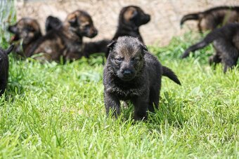 Nemecký ovčiak s rodokmeňom šteniatka - 18