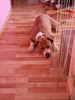 americky staforshier terrier - 18