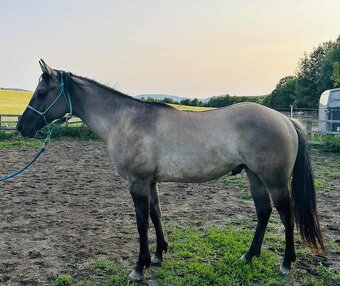 APH APHA PAINT HORSE ŽREBECE pripúšťanie - 18
