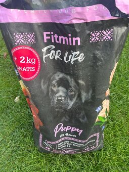 Maďarská vyžla - 18