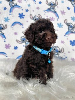 Pudel toy / Pudlík toy - CHOCOLATE psíček - 18