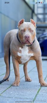 ŠTENIATKA AMERICAN BULLY XL/XXL - 18