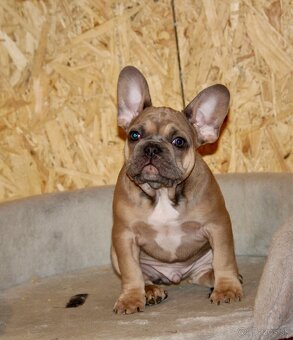 Francúzsky buldoček s PP - 18