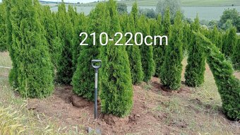 Tuja Smaragd, vavrínovec, červienka - Dolný Kubín, Ružombero - 18