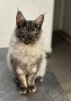 Maine coon,  mainská mývalia s PP - 18