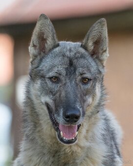 Západosibírska Lajka - 18