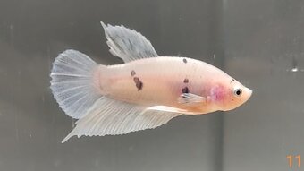 Bojovnica, betta, samec - 18