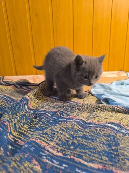 Britská modrá mačička - 18