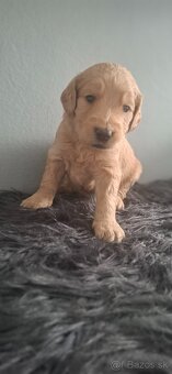 Goldendoodle po rodičoch s pp - 18