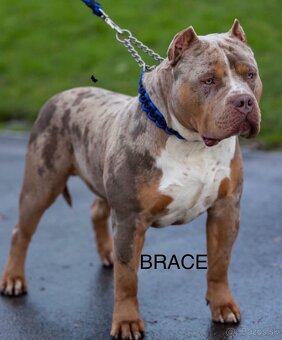 American Bully XL/XXL - 18